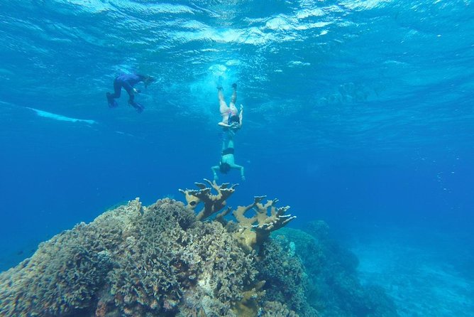 Snorkeling and Beach Club Access in Cozumel with Lunch - Key points to know before booking