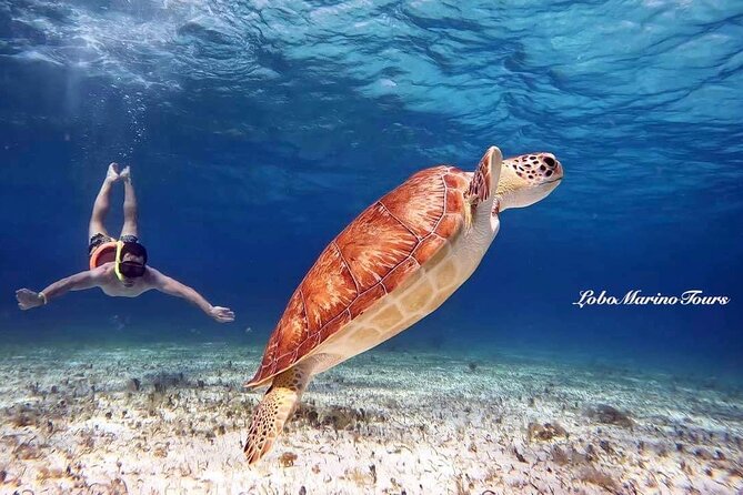 Star and Turtle Sanctuary Snorkeling Tour in Cozumel - Key points to know before booking