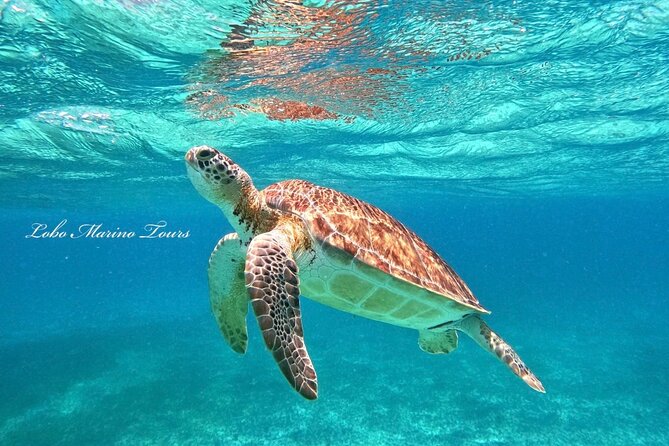 Star and Turtle Sanctuary Snorkeling Tour in Cozumel - Four stops from San Miguel to El Cielo