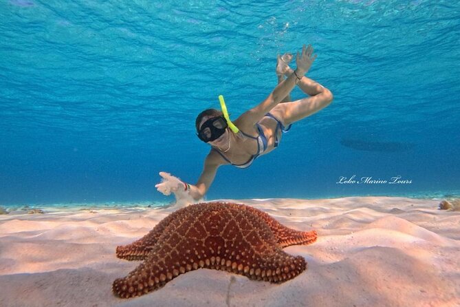 Star and Turtle Sanctuary Snorkeling Tour in Cozumel - The turtle sanctuary adds a wildlife focus