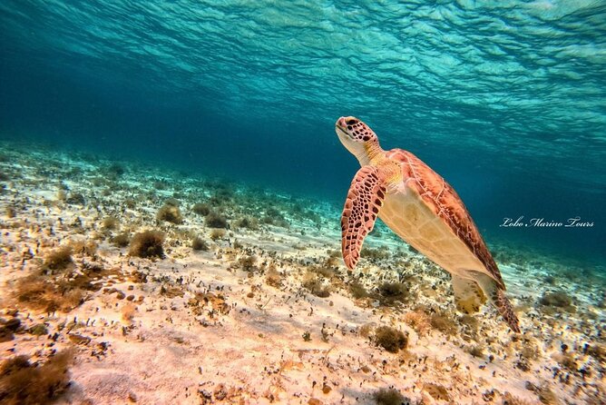 Star and Turtle Sanctuary Snorkeling Tour in Cozumel - El Cielo is the final swim and rest stop