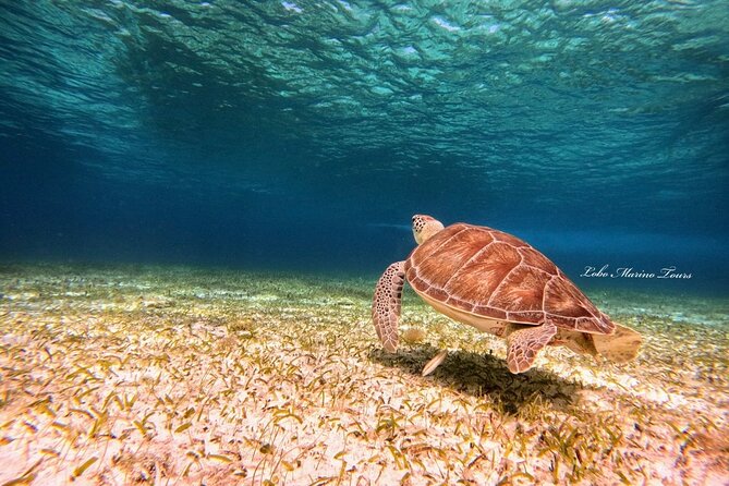 Star and Turtle Sanctuary Snorkeling Tour in Cozumel - Is $65.41 a fair price?