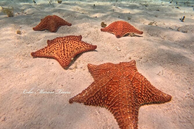 Star and Turtle Sanctuary Snorkeling Tour in Cozumel - Lever Reef is the opening look at Cozumel’s underwater world