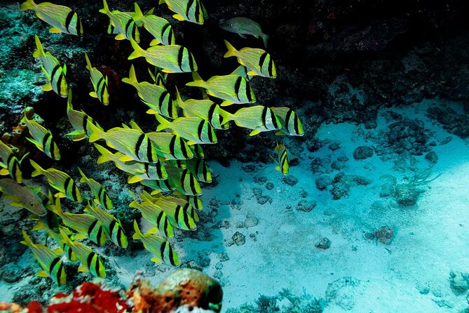 Starfish, Stingrays and the Turtle Sanctuary Snorkel Tour - Key points before you book