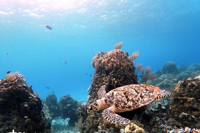 Starfish, Stingrays and the Turtle Sanctuary Snorkel Tour - What the four-hour schedule really means