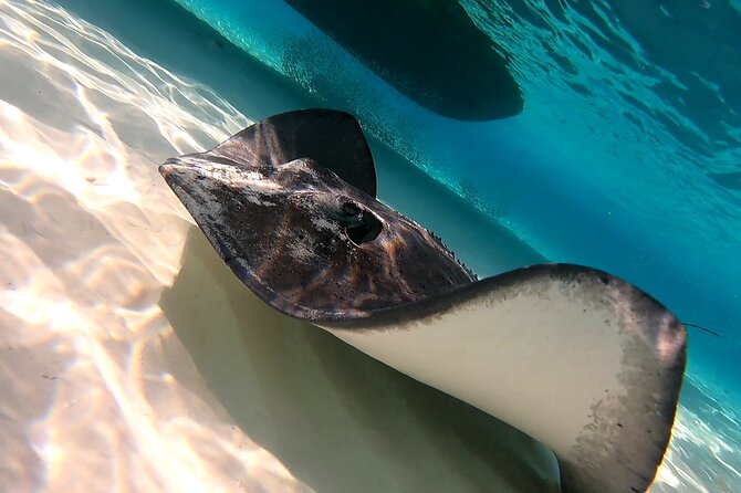 Starfish, Stingrays and the Turtle Sanctuary Snorkel Tour - Is $59 a fair price?