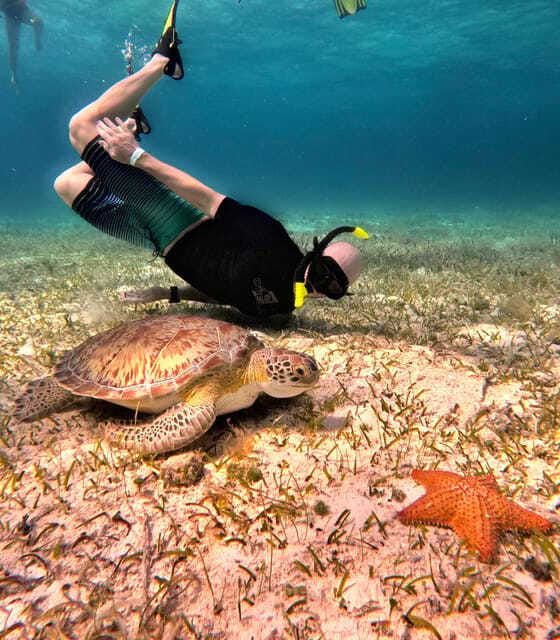 The Cozumel Turtle Sanctuary Snorkel Tour - Should you book it?