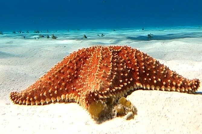 The Cozumel Turtle Sanctuary Snorkel Tour - The turtle area, with no promise of turtles